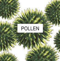 magnified picture of pollen